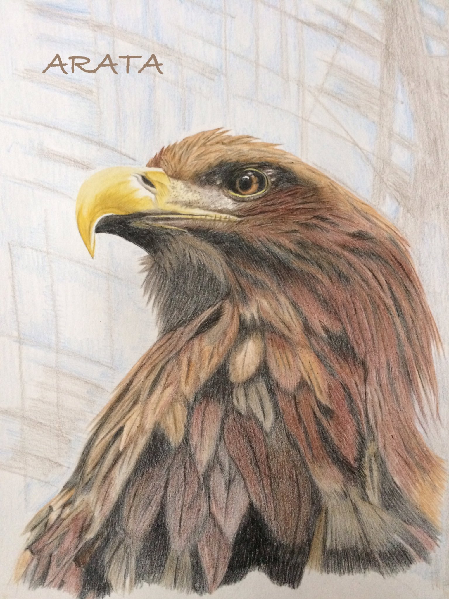 Twitter এ Arata 鷹 描きました 色鉛筆 色鉛筆画 絵描きの輪 色鉛筆絵を流して色鉛筆民を増やそう 絵描きさんとつながりたい T Co Gvjyaulszf ট ইট র