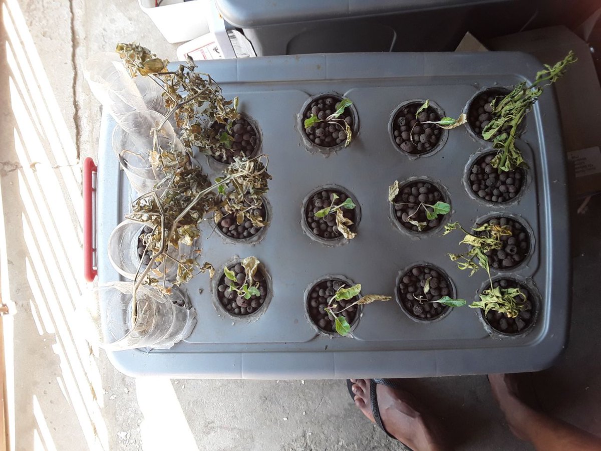 DesertGreenZA's tweet photo. @PontsoMoletsane founder of @yellowbeasttec is working on some vertical farming projects. 🌾🌱
He set this up recently and planted spinach, bell peppers, tomatoes and chilli. 🍅🌶️

Only the spinach has survived so far coz of the recent heat and late application of nutrients https://t.co/kux2BNLT3Y