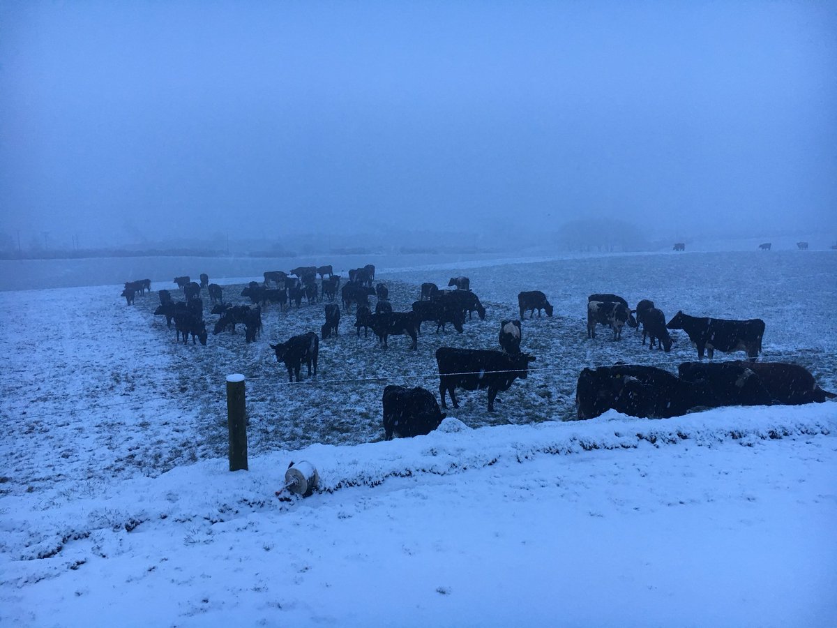 Not the best of weather for an outdoor palour...girls don’t seem to mind much tho 👍☘️😎 #Febudairy #snowtomilk