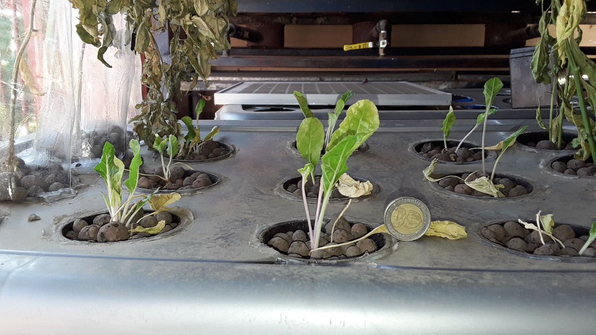 DesertGreenZA's tweet photo. What have we learnt so far? 

- Use bigger pots 
- Don't miss the scheduling of   nutrients 
- Growing Lights 💡= rapid growth

#VerticalFarming is great for urban growers or anyone that doesn't have space 

Great work @PontsoMoletsane 👑🦁 https://t.co/UhiwY4Xdjf