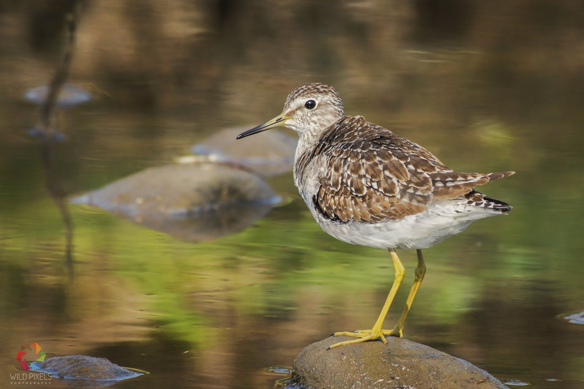 wild_pixels's tweet photo. Wood Sandpiper (Tringa glareola)
Ramnagar, Uttarakhand
Jan 2018

@orientbirdclub @Avibase @SanctuaryAsia @SaevusWildlife #wildpixels #woodsandpiper https://t.co/hI1ASvtsLf