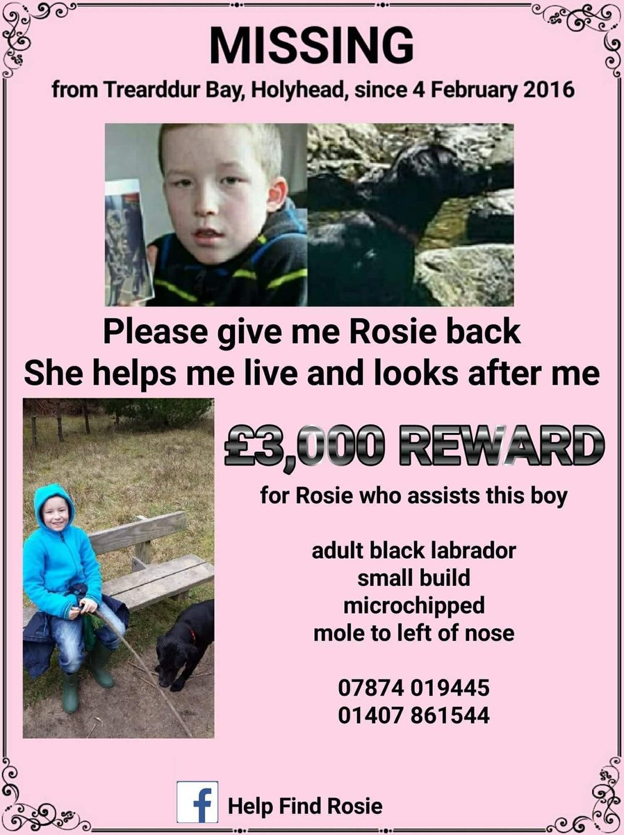 rosieismissing's tweet photo. Rosie #missing from #holyhead #angelsey #wales child's #support #supportdogs #epilespsy #autism #anxiety #assistancedogs #helpfindrosie (Facebook https://t.co/f2q9lO0zEl ) https://t.co/bs07JKBTYH https://t.co/M8fZUgIcpT https://t.co/9bRSyFpFIU