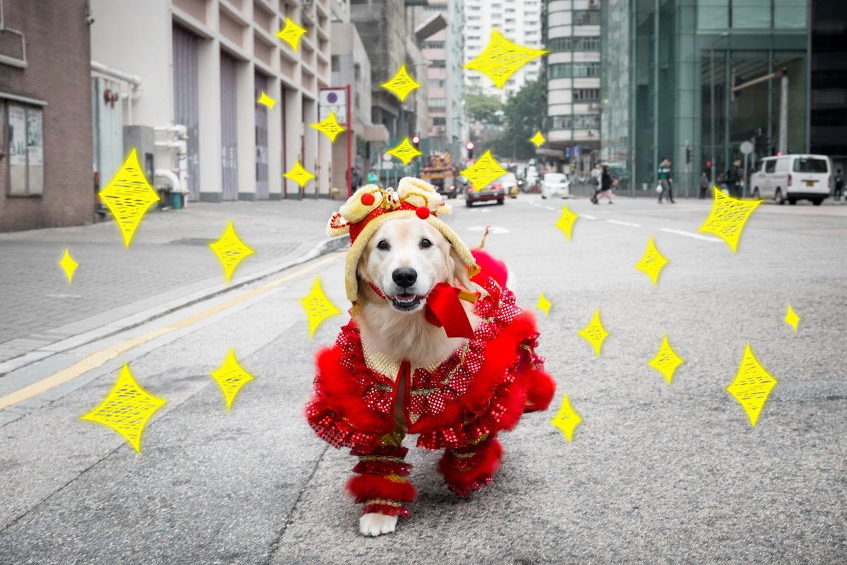 discoverhk's tweet photo. It’s #YearOfTheDog and Monnay is showing us how to celebrate #ChineseNewYear the #HongKong way! More on lucky customs here: https://t.co/R9UX7d4bjU 

Special thanks to Wow Pet Shop. https://t.co/shtSlYwRHE