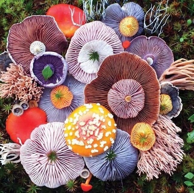 theglittergames's tweet photo. Photo by @pollywales
.
"Our next collection has some great #gillbliss vibes. I love the purple and orange together and who the flip knew mushrooms where quite so amazingly colourful? #colourinspiration #nextcollection #comingsoon #mushroomlove" https://t.co/bUdFBCGtZz Photo by … https://t.co/UzVFpZcqWz