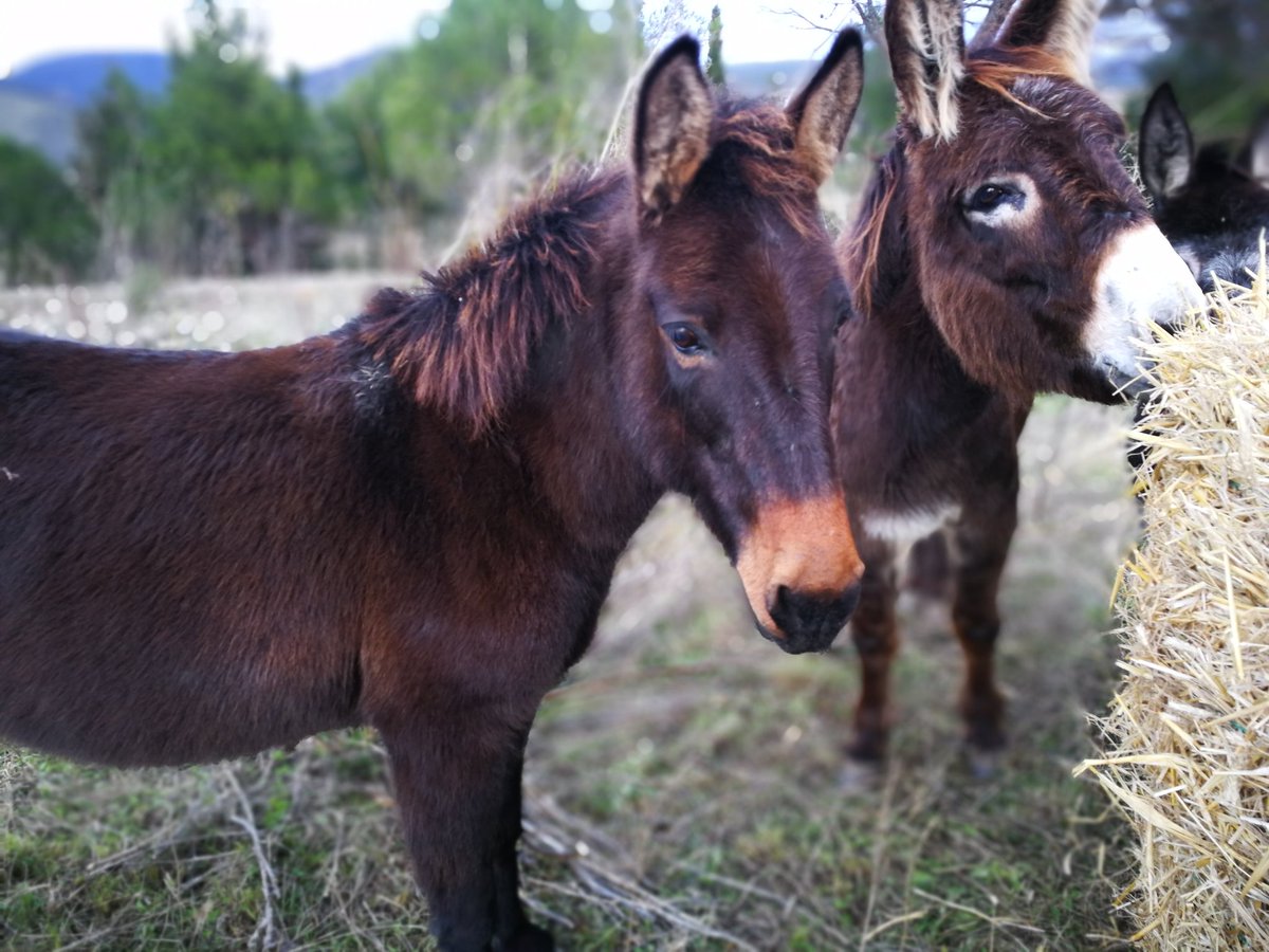cuycuy11's tweet photo. Mule and donkey rescue #mulepower https://t.co/9f9RDo99jl