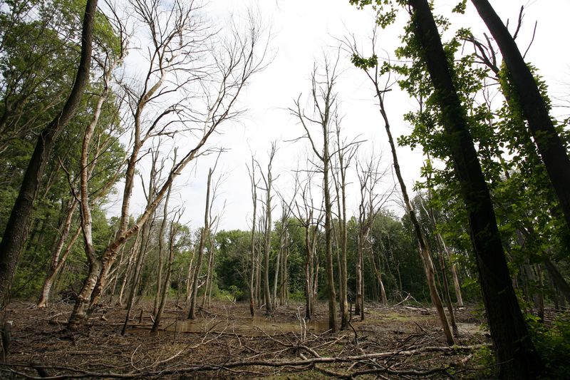 tpl_org's tweet image. The cost of fighting wildfire disasters keeps rising—and it comes at the cost of other critical @forestservice work that our #forests and communities depend upon. We need a #FireFixNow!