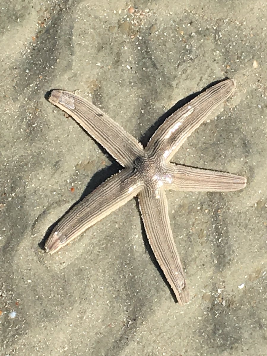 danieltcorcoran's tweet photo. Found this guy on the beach a few weeks ago... https://t.co/gtjxuLw7D7