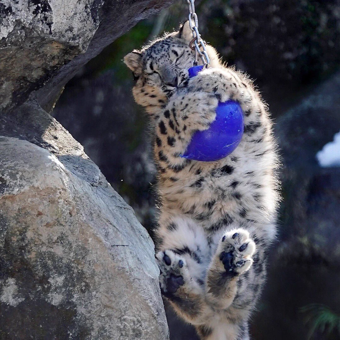 好奇心旺盛？多摩動物公園のユキヒョウ「ミミ」の子、「フク」ちゃんの生態
