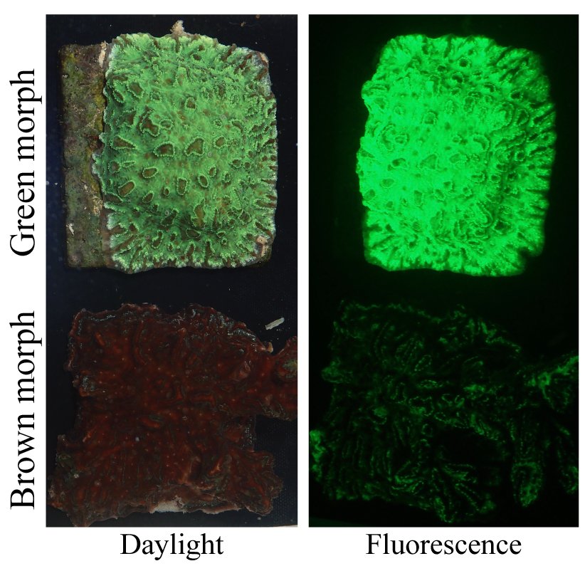 TheCoralReefLab's tweet photo. Why do color morphs exist among many species of reef corals? New paper @TheCoralReefLab @OceanEarthUoS @unisouthampton identifies balancing selection along light gradients as evolutionary driver: https://t.co/IFP0TbDLDq https://t.co/Ix5NubU3Kt