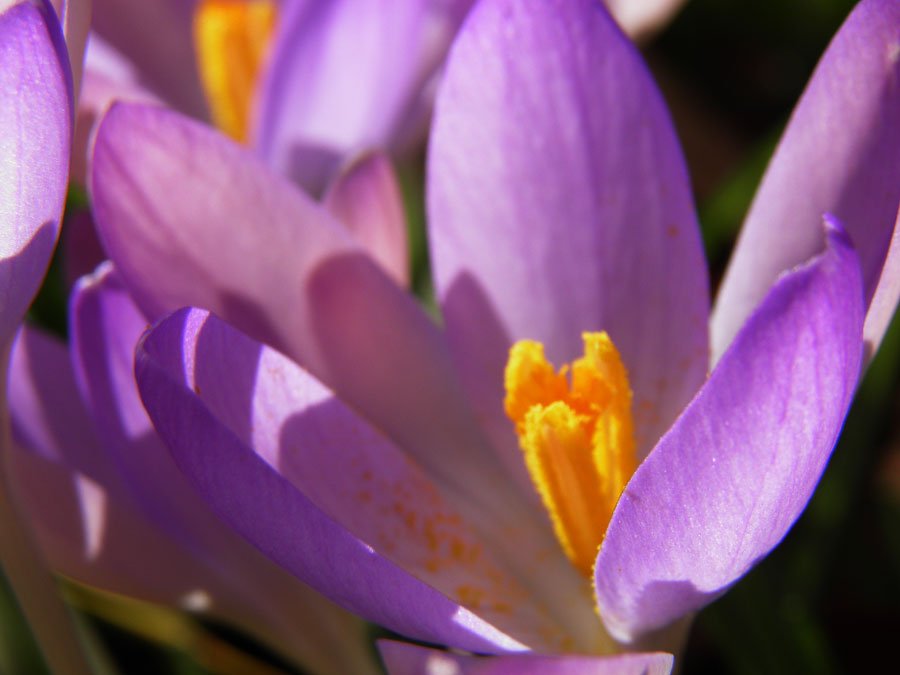 SteziLopez's tweet photo. Crocuses
#nature #spring #flowers #crocuses #holland #lente #bloemen #krokussen https://t.co/AQqExrPbUJ