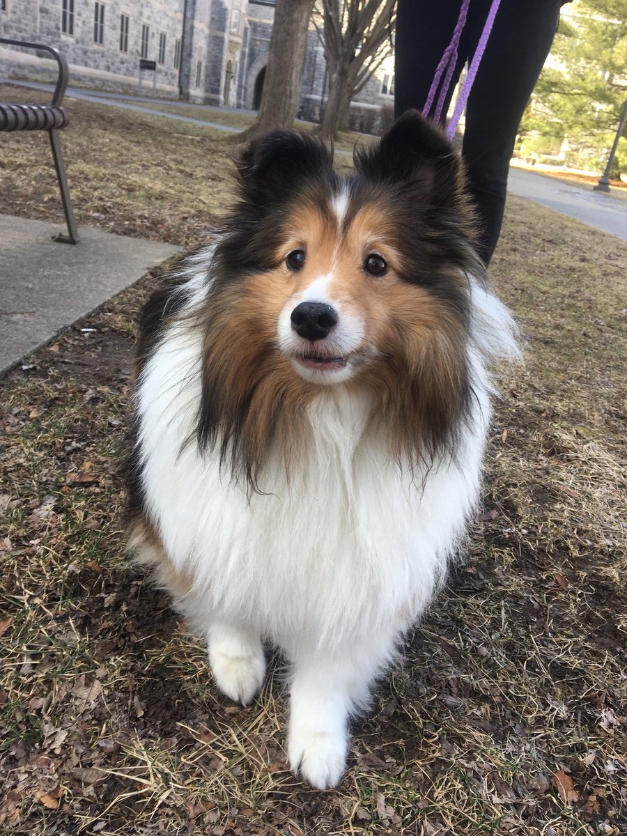 hokiehoundz's tweet photo. Abby. Shetland Sheepdog. 8 years old. Always down to chase a squirrel. Very floofy. 10/10 would pet again. https://t.co/lSz0MVzW22