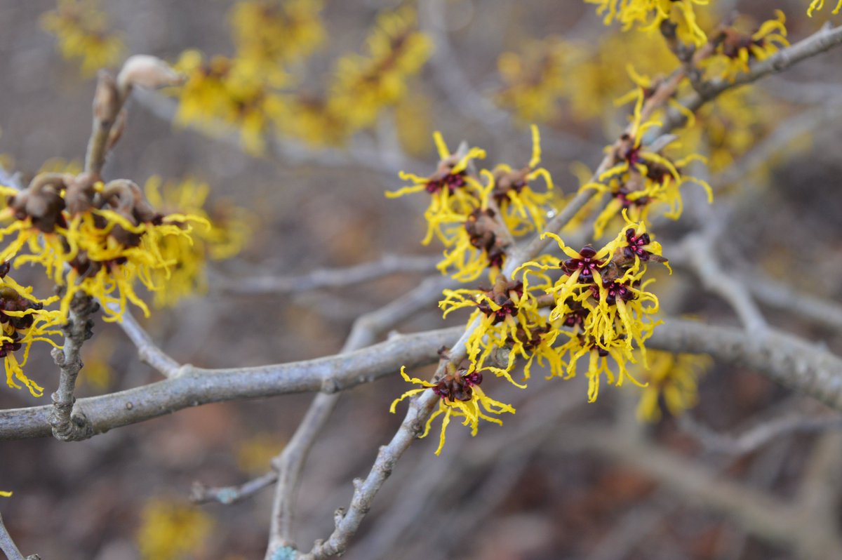 TheBotanics's tweet photo. Hamamelis season is here, brightening up the winter days! #edinburgh #hamamelis https://t.co/vjz2Mesboi