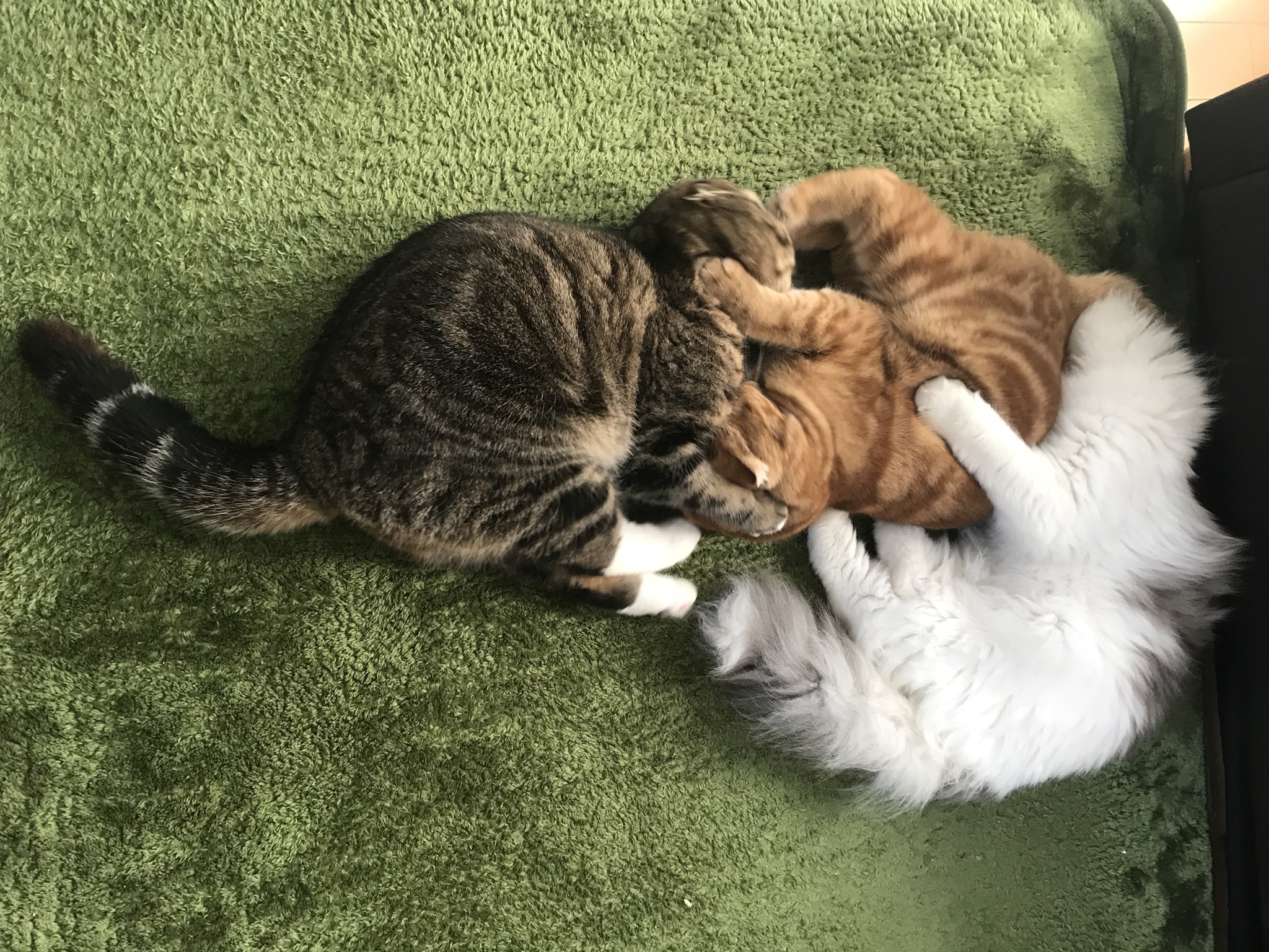 最も完璧な すみれねこ様専用です チュニック
