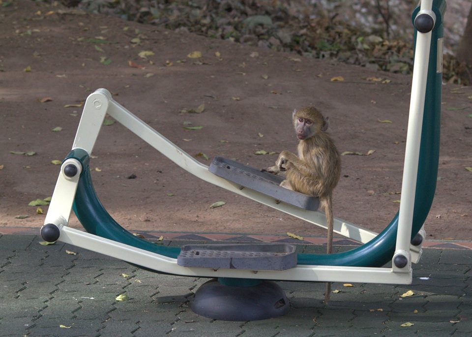 Looks like not everyone's given up on their New Year's resolution to exercise more! 

bit.ly/2DVxfkd #Safari #Wildlife #Zambia #Travel