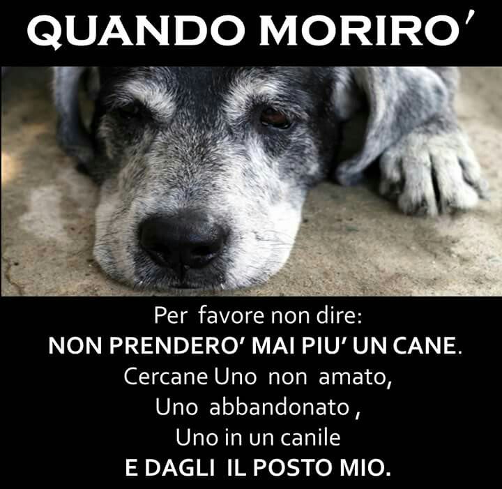 Bice Chiappalone En Twitter La Morte Di Un Compagno Di Vita Cane Gatto O Altro Animale Domestico E Un Lutto Doloroso Da Elaborare Ma Se Si Ha Ancora Amore Da Dare Non