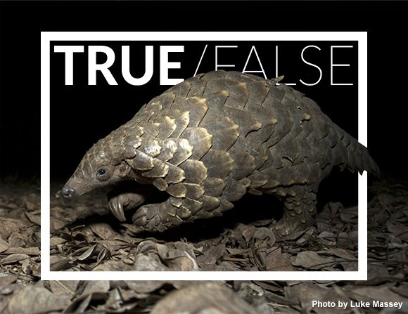 #TrueOrFalse: Pangolins are the only mammals in the world that are covered in scales.Answer here: bushcampcompany.com/TRUE_FALSE/201…