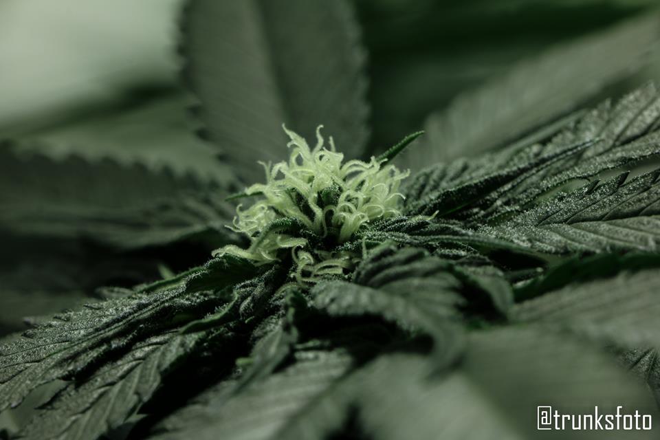 trunksfoto's tweet photo. Me encanta la estructura de esta Afghan Purple Kush @Dinafem , ella solita, sin podas 😍 https://t.co/A2MhvZryKh
