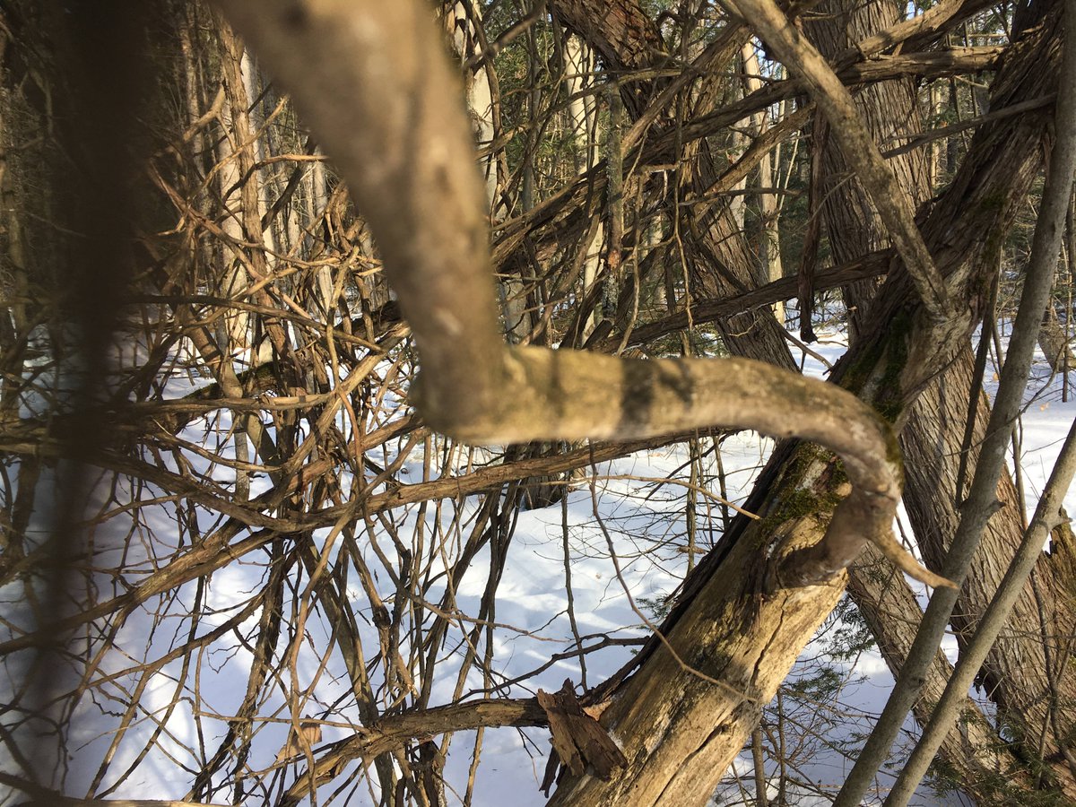 975juicefm's tweet photo. Jamieson here ~ @North_Grenville has a Winter Wonderland Photo Contest &amp; they're looking for your best pictures with the #NGTrailsWinterWonderland on FB &amp; Twitter. 
https://t.co/Ren5e0RlgV

Here are a few examples of pictures that WON'T win!!! https://t.co/5wMk6hViFl