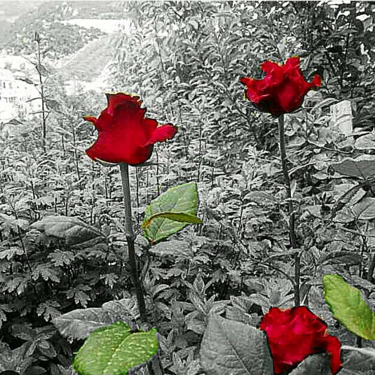 Kimseden daha iyi olmadığınızı anlayacak kadar mütevazi
Herkesten farklı olduğunuzu kavrayacak kadar bilge olun...