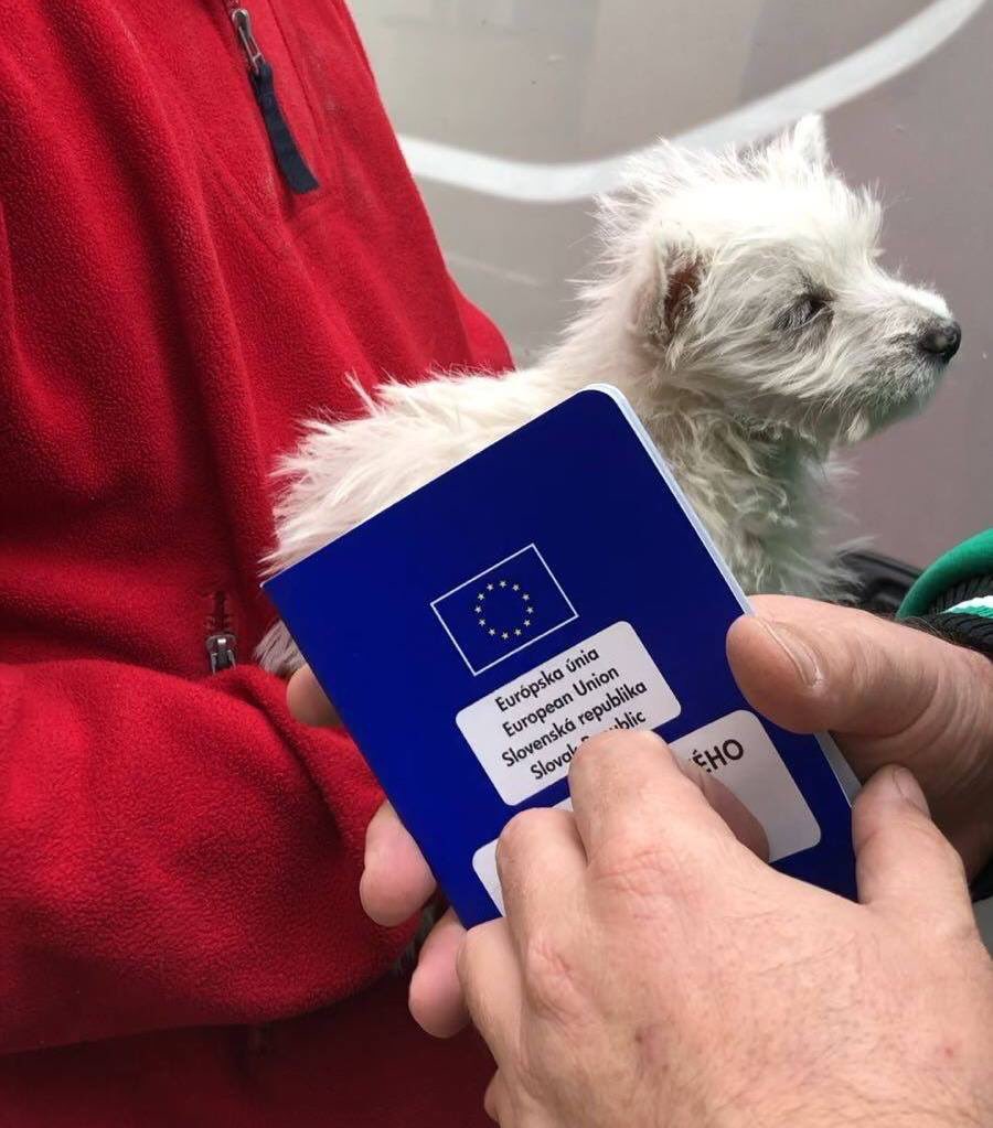 BolsaCan, la nueva app para localizar papeleras con bolsas para excrementos  de perro – Decide Madrid