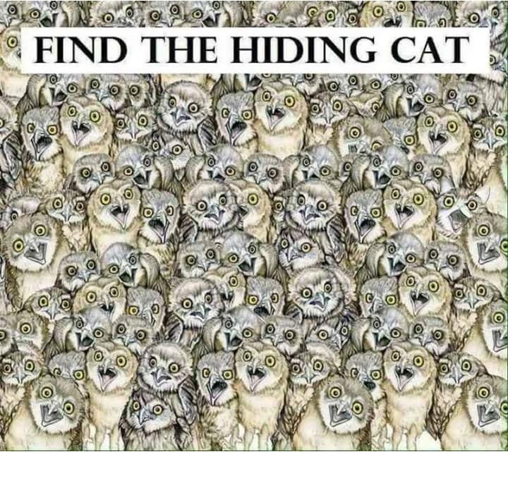 smithman262's tweet image. #Find_the_hiding_cat