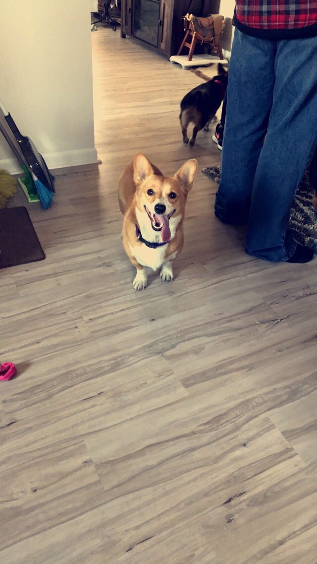 MikaylaGulick's tweet image. Pretty sure Dory’s tongue is longer than her legs 😂 #corgiproblems