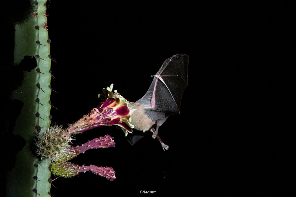 #Birds, #reptiles and #mammals such as #bats are key in #pollination, shows new #research from @unisouthampton & @uniofeastanglia. 'Study highlights importance of vertebrate pollinators' - Press Release - UEA uea.ac.uk/about/-/study-… #UEA #wildlife #plants #ecosystems #RSPB