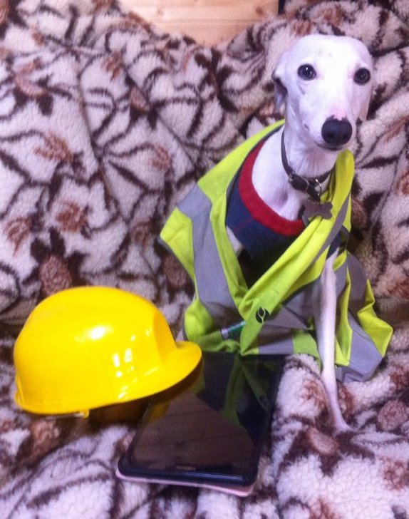 Wattonlib's tweet image. #rumminwhippet is concerned about his internet safety on Safer Internet Day 2018 and want to ensure his responsible usage of technology, We think he might gone a little too far!  To find out more ow.ly/dB2U30iekGQ #SID2018