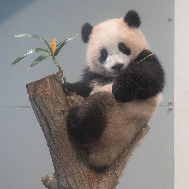 パンダ 2024.12.07 今日のパンダ（3711日目）[4K] - YouTube