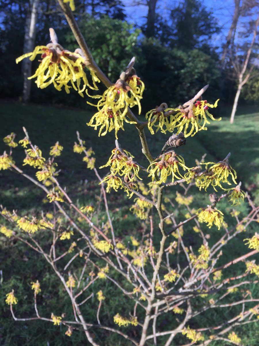 Hole Park Gardens tweet media