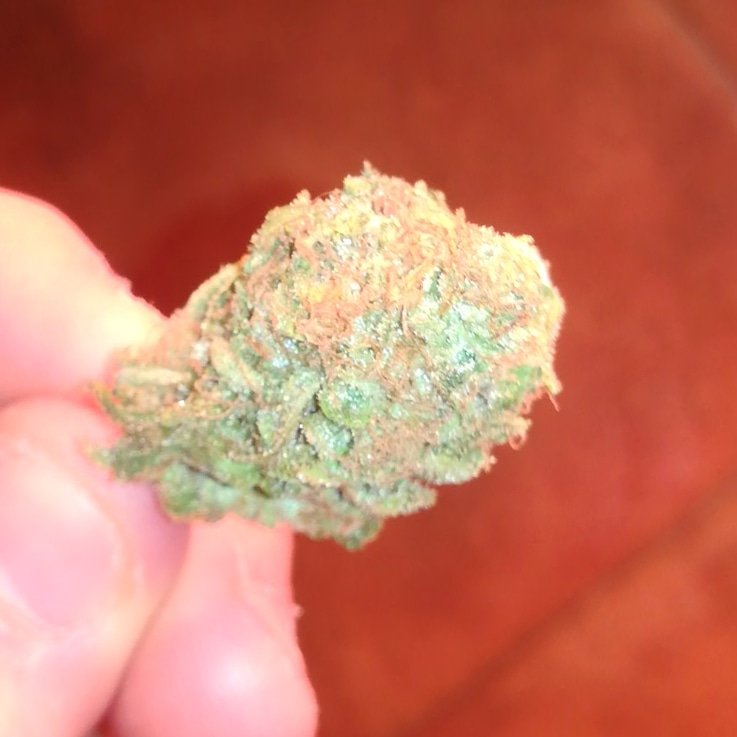 Espectacular Amnesia de dinafem cultivada en tierra y con nuestra tabla de HESI.. 🙌🍁❤️ #420 #Legalize #medicina