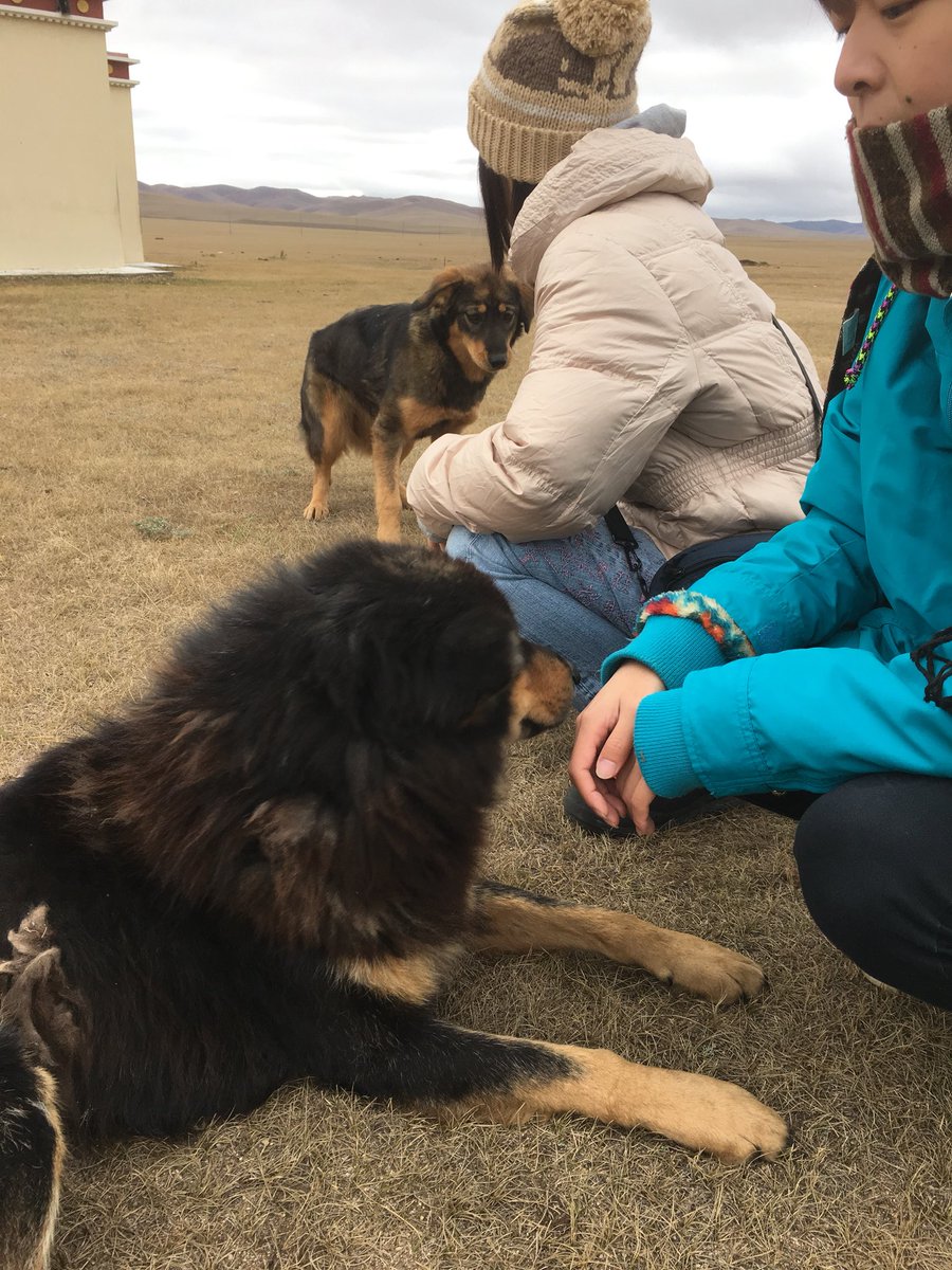 ボコボコ 通販発送中 モンゴルで遊牧民の人たち犬に名前つけないからキャンプの犬に勝手に名前付けてた こいつは近寄って来るわりには最後まで懐かなかったボゴ署長 ボコボコ 通販発送中 モンゴルで遊牧民の人たち犬に名前つけないからキャンプの犬に勝手に名前付けてた こいつは近寄って来るわりには最後まで懐かなかったボゴ署長