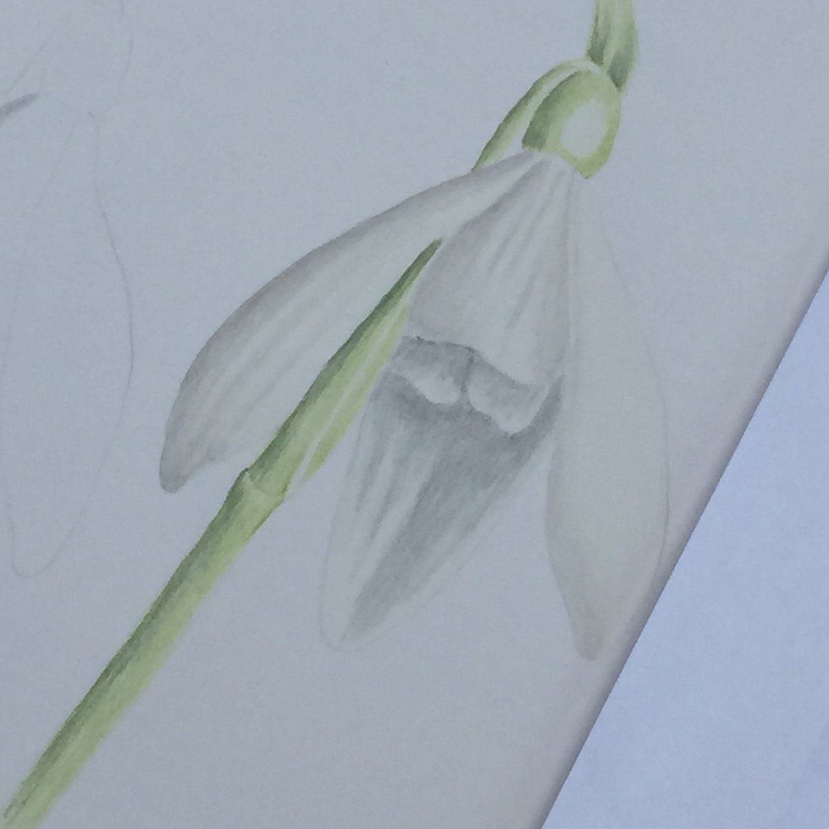 theoldkennels's tweet photo. Botanical coloured pencil drawing today with Linda Hampson #totalbeginners #polychromos https://t.co/e48Ro0scxI