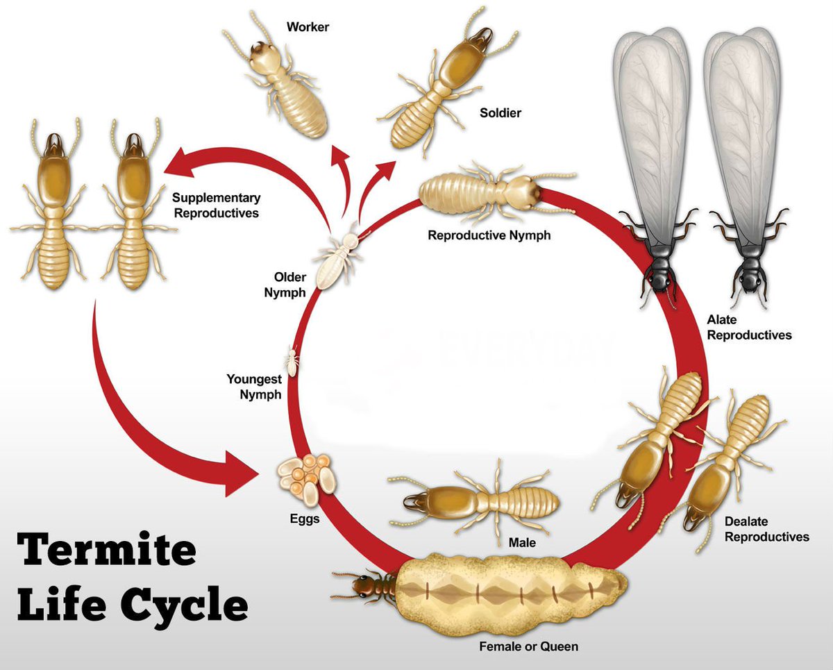 IPCSPestControl's tweet image. #Termites life cycle never #ends
That&apos;s why call us:- 9414040103

#TermiteControls #IPCSPestControl
#AntiTermite_Treatment #PestControl
#Pest_Control_Services_Jaipur