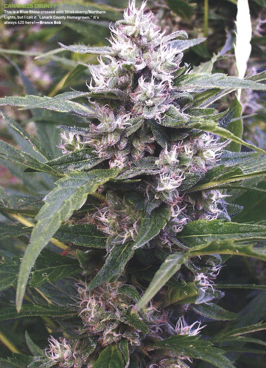 HIGH_TIMES_Mag's tweet photo. This grower chose to keep the name simple - "Lanark County Homegrown"

Blue Rhino crossed with Shishkaberry / Northern Lights. https://t.co/M0M4XOHnLi