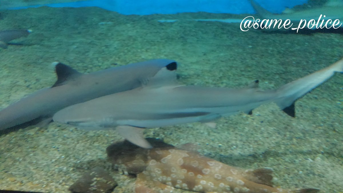 ট ইট র 水族館のサメbot ツマグロ 箱根園水族館 神奈川県 16 8 18 メジロザメ目メジロザメ科メジロザメ属 T Co 5gxppblfkj