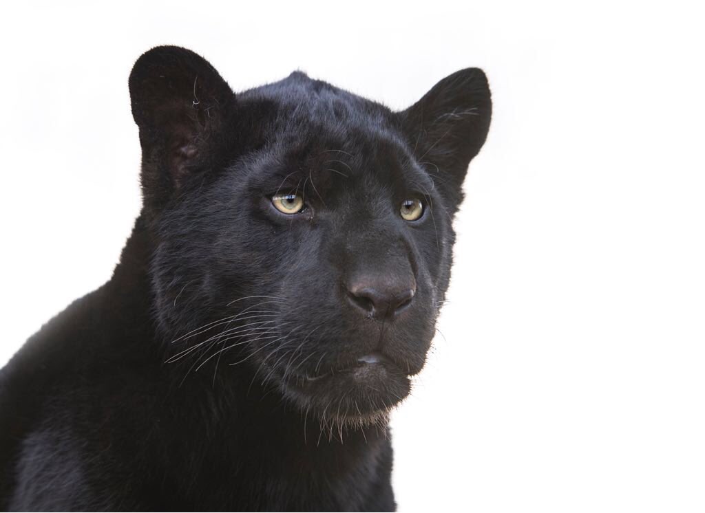 Maya the jaguar