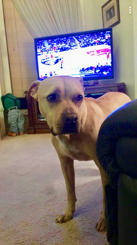 alex_hefner's tweet image. My baby boy, Cooper was just diagnosed with stage 4 Lymphoma. 😢😢 treatment costs $10,000. We really need your help. If you can’t donate, please RT to help him beat this! gofundme.com/helpcooperbeat…