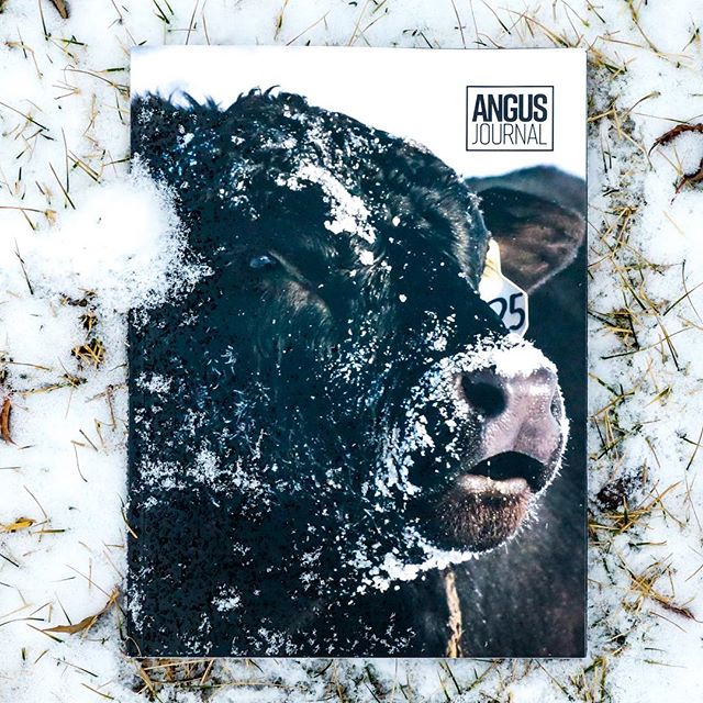 American Angus Assoc (AngusAssoc) Twitter