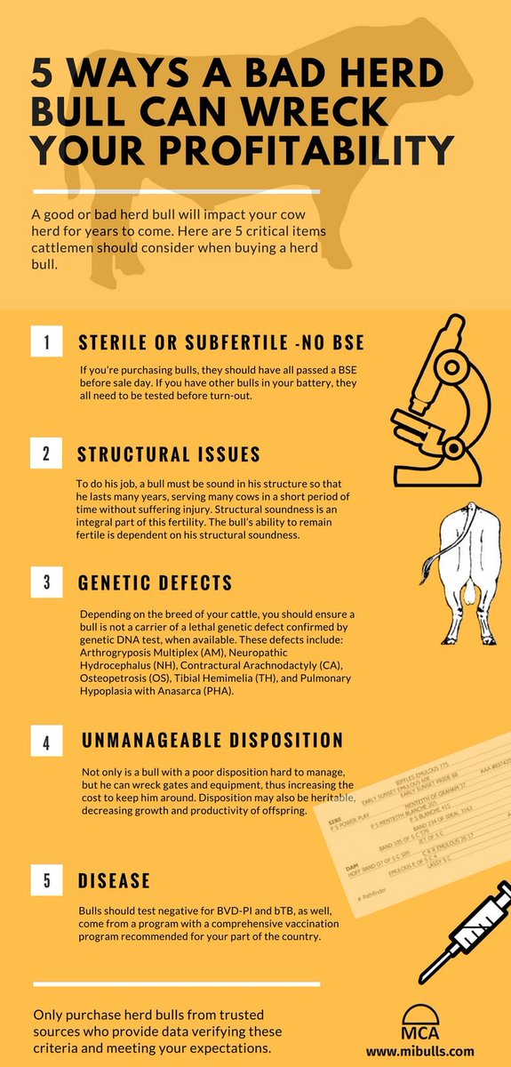 MICattlemen's tweet photo. Invest in a good herd bull to make a positive impact on your herd for years to come. Learn the facts: https://t.co/ULZzgZLmqT. #BullEvaluationProgram https://t.co/Yx2c7krUSM