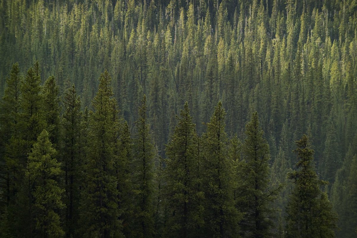 Nature_Colorado's tweet image. Congress must stop starving the programs that prevent wildfire disasters, says former Senate Majority Leader @bfrist. We need a #FireFixNow. @thehill op-ed: bit.ly/2nofH5X