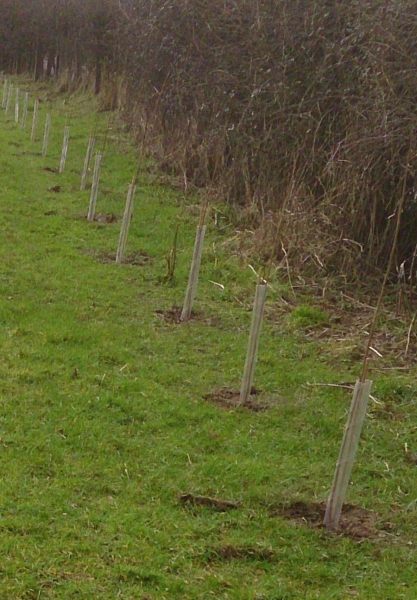 PerrieHale's tweet photo. Give your trees and hedges the best start by planting into weed-free conditions, using Rootgrow &amp; protecting them from rabbits and deer https://t.co/3opnvI5pLC https://t.co/k5xr8lzp9o