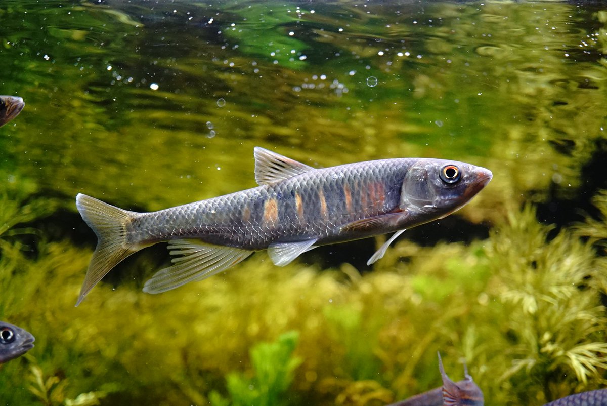せっきー 渓流の雨男 突然のオイカワツイート 日本のオイカワ Opsariichthys Platypus みてみて この模様 これでしっかり発色したらおもしろくない 台湾とか中国に生息するヒレナガオイカワ Opsariichthys Evolans チックな模様になるの 自分で