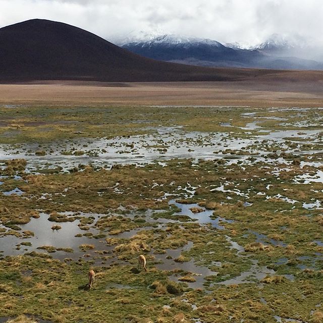Palmesetpouce's tweet photo. C’est la 2ème fois que je visite le nord du chili, et à chaque fois j’ai trouvé ses paysages grandioses. .
Sur la route de l’aéroport, le chauffeur de taxi nous a dit : « le nord c’est pas mal. mais rien a voir comparé au sud et à la patagonie ! »
.
J’ai… https://t.co/JT7gEBC6wQ https://t.co/6PK0SvDcdW