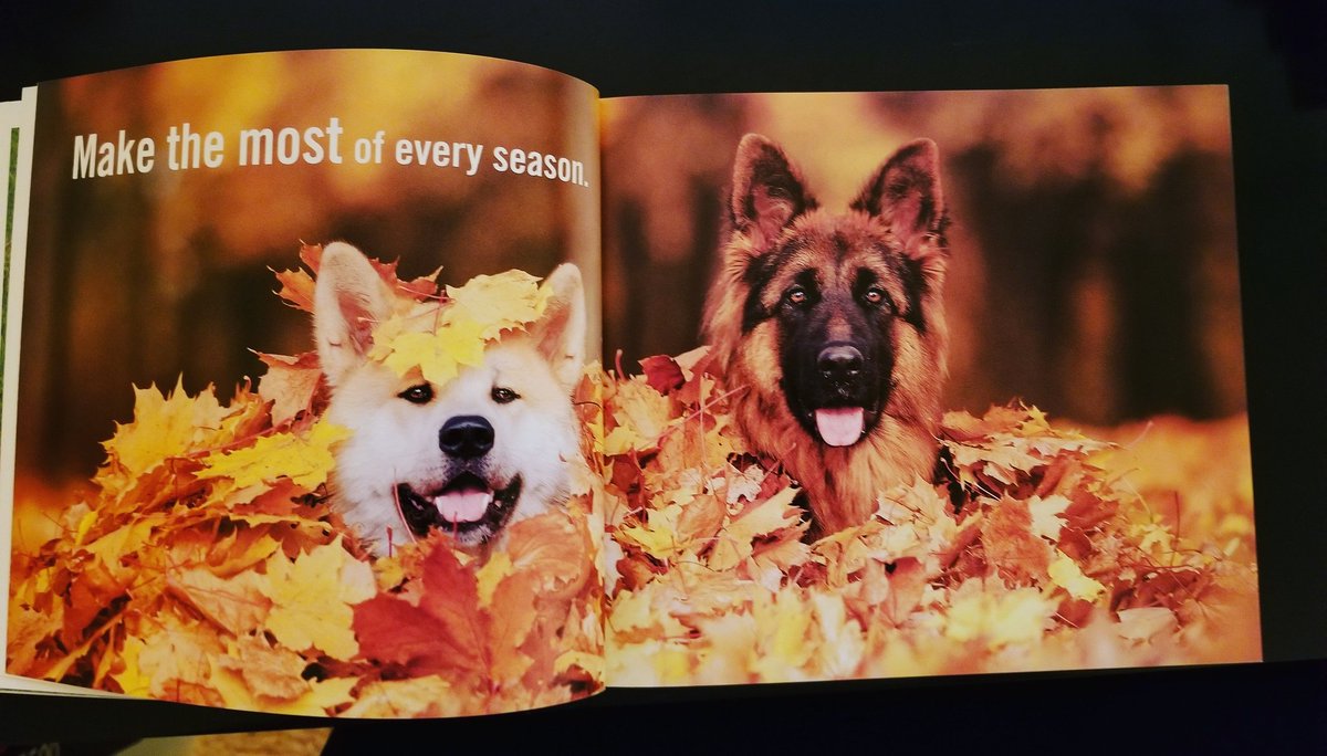 Pawsomepetsit's tweet photo. Since the weather has everyone saying WTF!! Here is the weekly motivation from the dog!! Make the most of every season!!!
#motivation #wtfisthis #dogs #dogsofinstagram #weeklymotivation
#wtf https://t.co/65gj5L8GPk