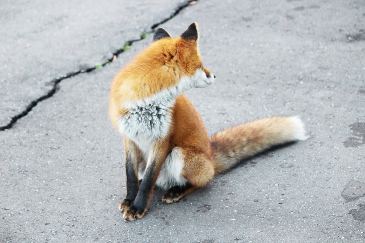 顔が見えなくても、後ろ姿もまた美しい… #北きつね牧場 #キタキツネ