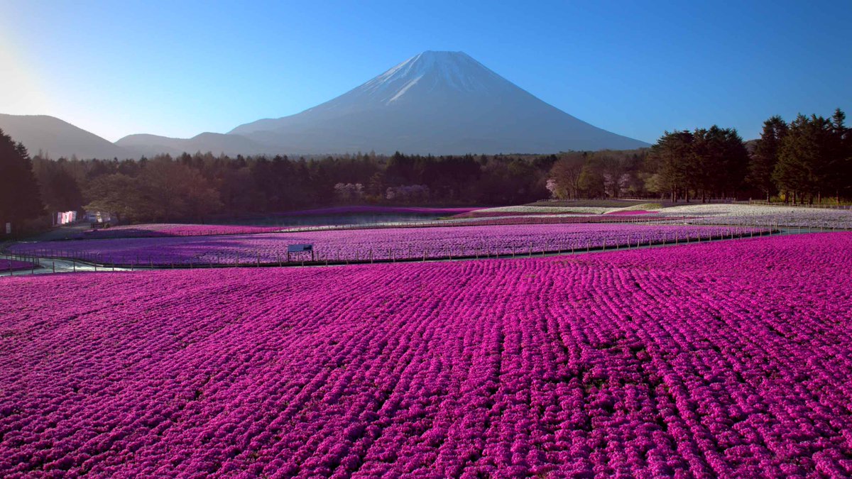 cineytele's tweet image. .#JapanFromAbove el documental de Xavier Lefebvre que protagonizará un World Premiere TV Screening en #MIPDoc @mip ow.ly/BfHv30iexrV