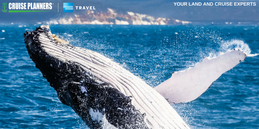 travelbysandy's tweet photo. Have a whale-y good time seeing these creatures in the wild! https://t.co/42P0ZrfTwR