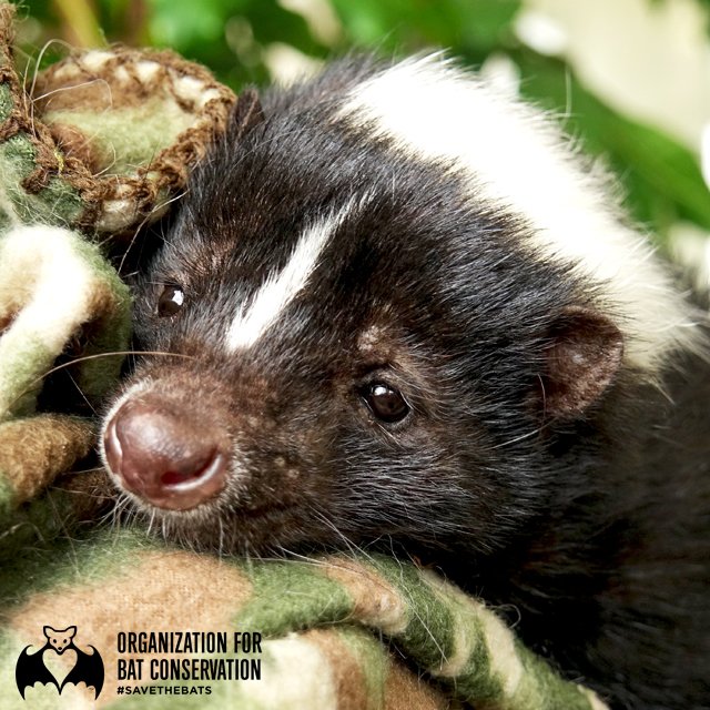 This sweet face is Sebastian, a Striped Skunk! Did you know there's only ten species of skunks? Almost all of them live in North and Central America!