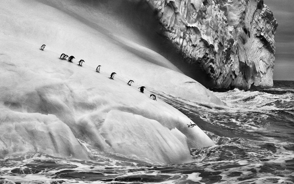 Sebastiao Salgado: Genesis